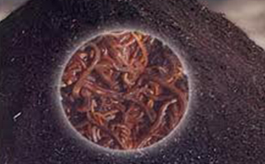 vermi-compost-suppiler-in-jaipur